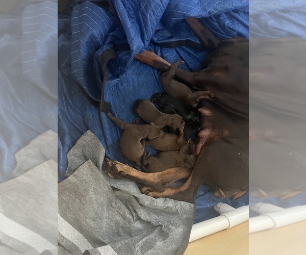 Medium Photo #14 Doberman Pinscher Puppy For Sale in PHOENIX, AZ, USA