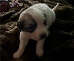 Small Photo #2 Great Pyrenees Puppy For Sale in HENDERSONVILLE, NC, USA