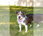 Small #14 American Staffordshire Terrier Mix