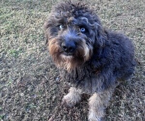 Aussiedoodle Puppy for sale in THORSBY, AL, USA