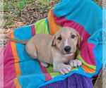 Small #1 Labrador Retriever Mix