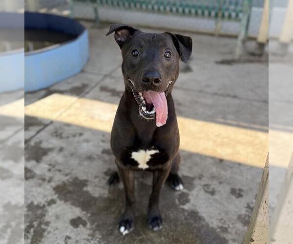Medium Photo #1 American Pit Bull Terrier Puppy For Sale in Modesto, CA, USA