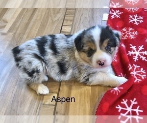 Australian Shepherd Puppy for Sale in BERESFORD, South Dakota USA