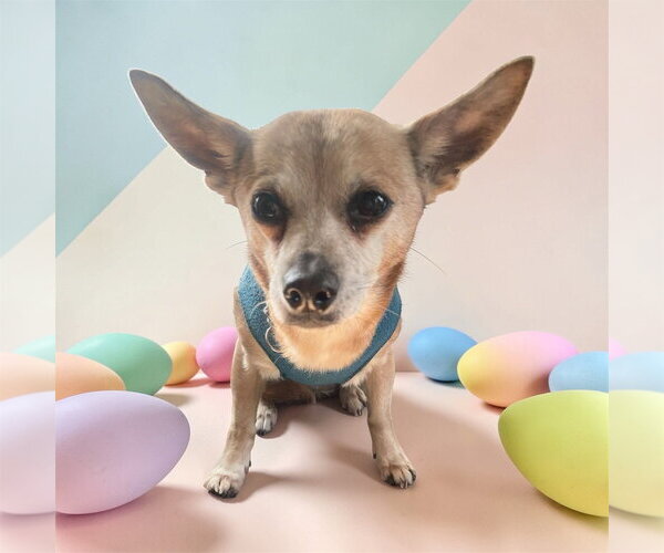 Medium Photo #3 Chihuahua-Unknown Mix Puppy For Sale in Bellingham, WA, USA