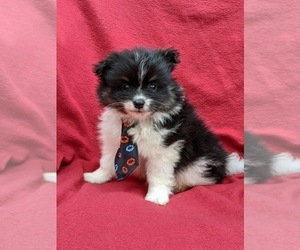 Pomeranian Puppy for sale in QUARRYVILLE, PA, USA
