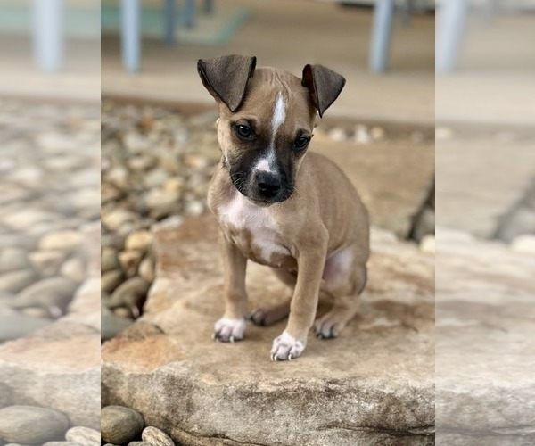 Medium Photo #1 Mutt Puppy For Sale in Greenville, SC, USA