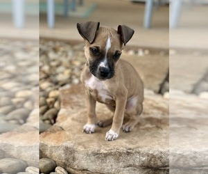 Mutt Dogs for adoption in Greenville, SC, USA