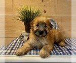 Small #3 Soft Coated Wheaten Terrier