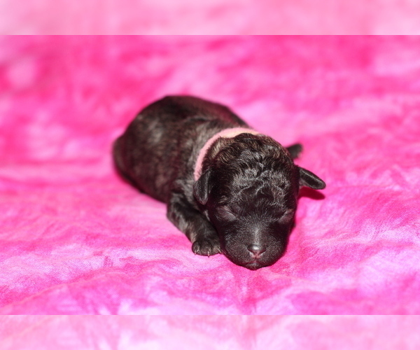 Medium Photo #2 Poodle (Toy) Puppy For Sale in GRAY, LA, USA