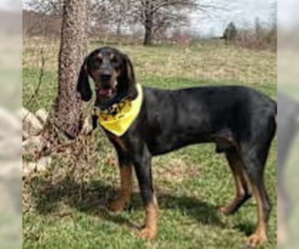 Medium Photo #3 Black and Tan Coonhound-Bluetick Coonhound Mix Puppy For Sale in Westminster, MD, USA