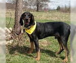 Small #2 Black and Tan Coonhound-Bluetick Coonhound Mix