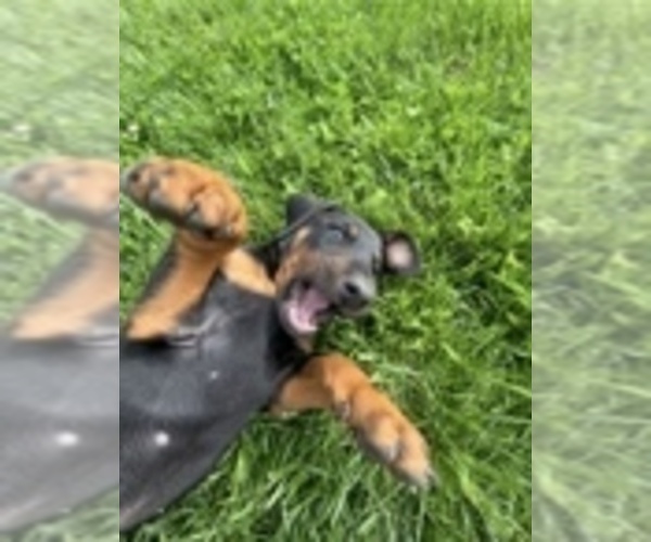 Medium Photo #7 Doberman Pinscher Puppy For Sale in BROOKFIELD, MO, USA