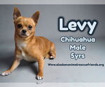 Small Chihuahua Mix