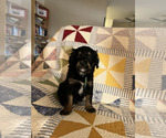 Small Photo #4 Bernedoodle Puppy For Sale in SUNNYVALE, CA, USA