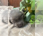 Small #9 Labrador Retriever