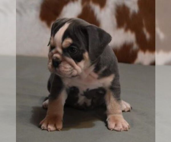 Medium Photo #3 English Bulldog Puppy For Sale in MARSHFIELD, MO, USA
