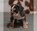 Small #2 English Bulldog