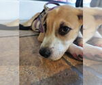 Small #3 Labrador Retriever Mix