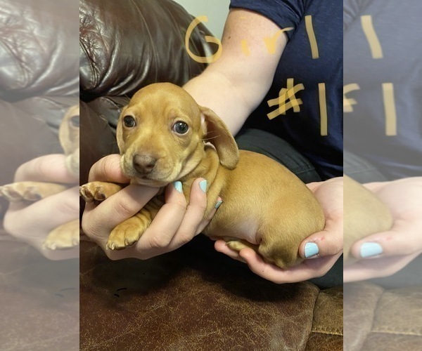 Medium Photo #1 Dachshund Puppy For Sale in EASLEY, SC, USA