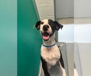 Great Dane-Unknown Mix Dogs for adoption in Visalia, CA, USA