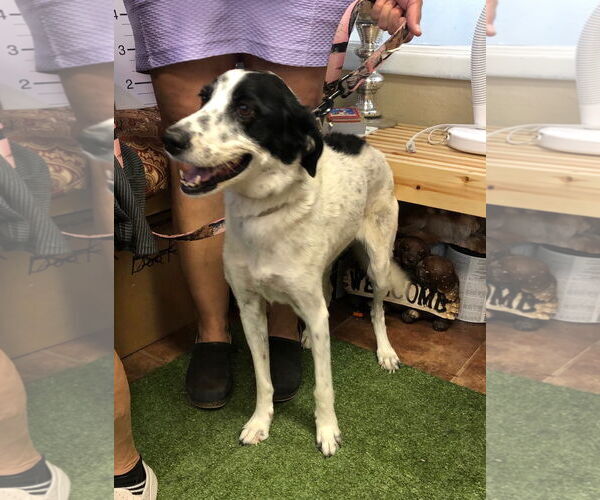 Medium Photo #2 Border Collie-English Springer Spaniel Mix Puppy For Sale in Amarillo, TX, USA