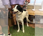 Small #1 Border Collie-English Springer Spaniel Mix
