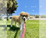 Small #1 Chow Chow Mix
