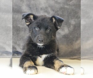 German Shepherd Dog-Siberian Husky Mix Puppy for sale in SUGARCREEK, OH, USA