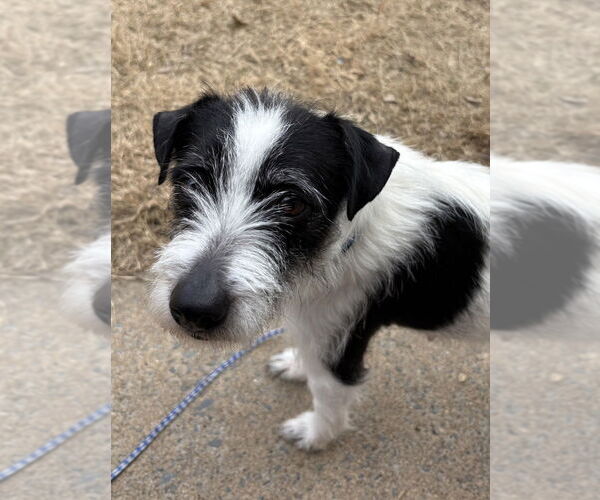 Medium Photo #3 Mutt Puppy For Sale in Boston, MA, USA