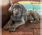 Puppy Peach  Collar F Cane Corso