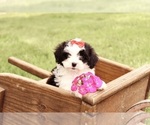 Small #2 Cavapoo