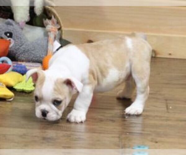 Medium Photo #6 English Bulldog Puppy For Sale in MARSHFIELD, MO, USA
