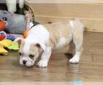 Small Photo #6 English Bulldog Puppy For Sale in MARSHFIELD, MO, USA