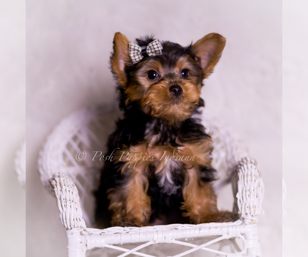 Medium Photo #5 Yorkshire Terrier Puppy For Sale in WARSAW, IN, USA