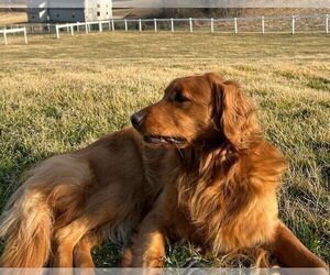 Mother of the Golden Retriever puppies born on 06/02/2026