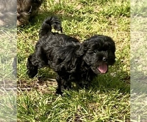 Shih-Poo Puppy for sale in TILDEN, IL, USA