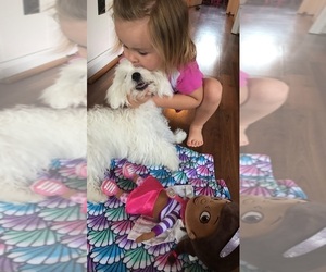 Father of the Maltese puppies born on 03/20/2025