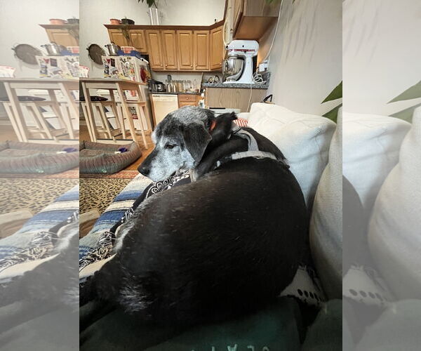 Medium Photo #10 Mutt Puppy For Sale in Philadelphia, PA, USA