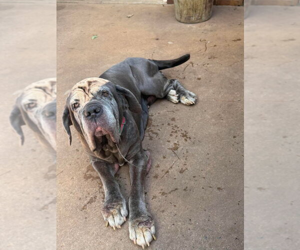 Medium Photo #2 Mastiff Puppy For Sale in Bullard, TX, USA