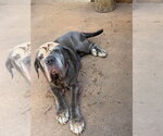 Small #1 Mastiff