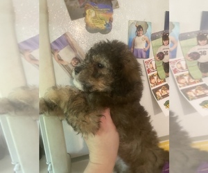 Maltipoo Puppy for sale in VENETA, OR, USA