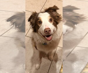 Australian Shepherd Dogs for adoption in Royal Palm Beach, FL, USA