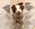 Small Australian Shepherd