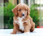 Small #2 Cavapoo (Miniature)