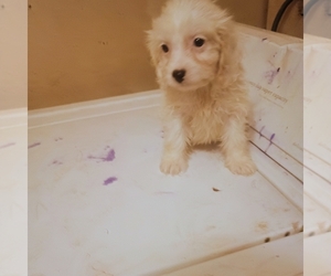 Cavapoo (Miniature) Puppy for sale in WALDRON, AR, USA
