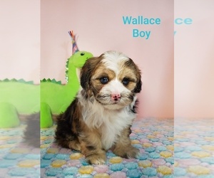 ShihPoo Puppy for sale in HENDERSON, NV, USA