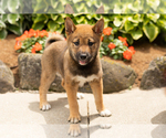 Puppy Jocelyn Shiba Inu