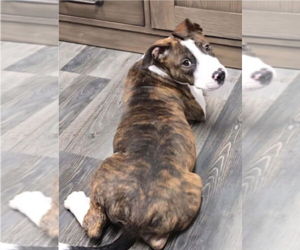 Medium Photo #3 American Pit Bull Terrier-Unknown Mix Puppy For Sale in Lakewood, CO, USA
