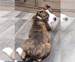 Small #2 American Pit Bull Terrier Mix