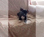 Small #6 Mutt